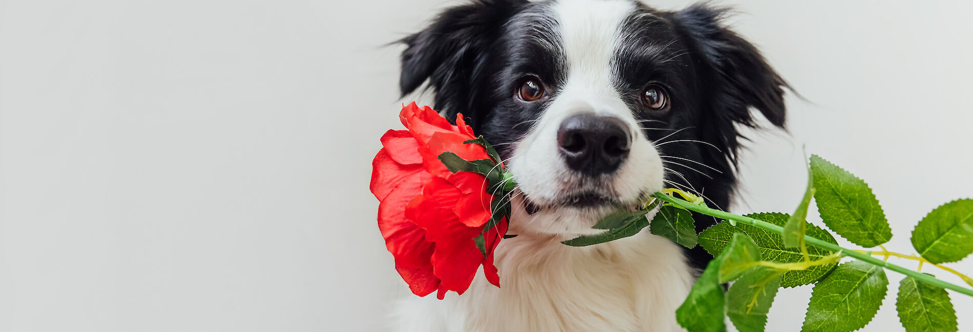 Hund mit roter Rose in der Schnauze