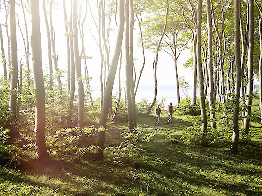 Paar beim Wandern in den Buchenwäldern im Nationalpark Jasmund auf Rügen