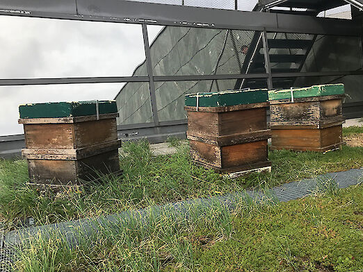 Bienenstöcke auf dem Dach des Wissenschafts- und Kongresszentrumss