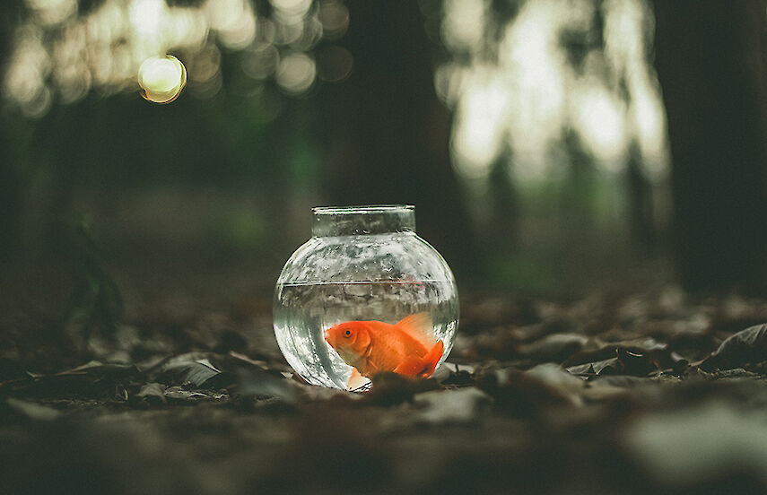 A fishbowl with a goldfish in it is standing in the forest