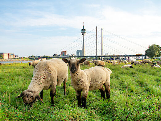 Sheep on the banks of the river Rhine